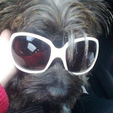 Cairn terrier Anton