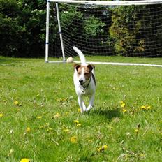 Dansk svensk gaardhund Mia :'D<3