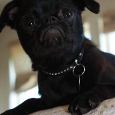 Griffon petit brabancon Ozzy