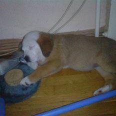 Blanding af racer Emmelie