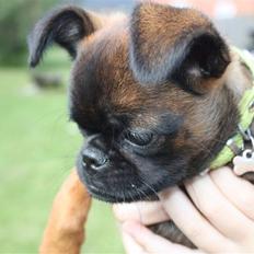 Griffon petit brabancon Tulle