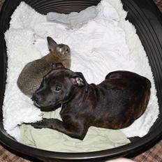 Staffordshire bull terrier Allways number one(Mico)