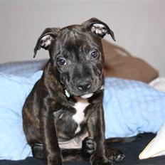 Staffordshire bull terrier Allways number one(Mico)