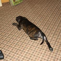 Staffordshire bull terrier Allways number one(Mico)