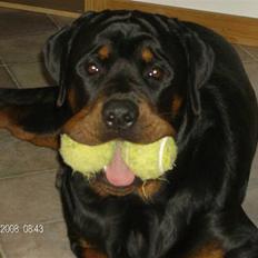 Rottweiler Tyson