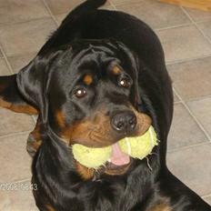 Rottweiler Tyson