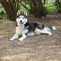 Siberian husky Demon