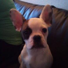 Fransk bulldog Mary