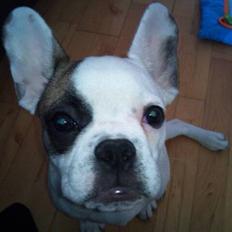 Fransk bulldog Mary