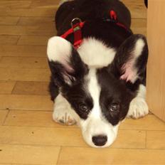 Welsh corgi cardigan Team Løvendahl´s Elli