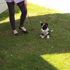 Welsh corgi cardigan Team Løvendahl´s Elli