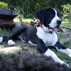 Blanding af racer Martha