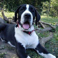 Blanding af racer Martha