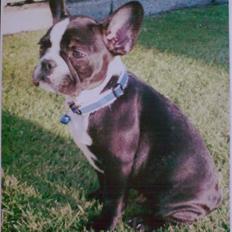 Fransk bulldog Kato (min brors)
