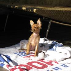 Russisk toy terrier Favorit Style Strekoza - Yuppy