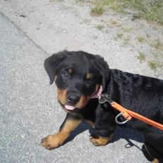 Rottweiler Tika efterlyses