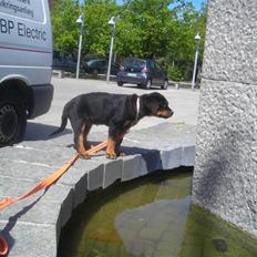 Rottweiler Tika efterlyses