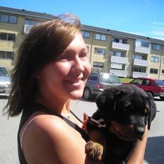 Rottweiler Tika efterlyses