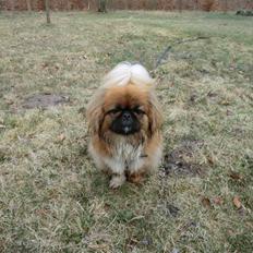 Pekingeser Pjævse - himmelhund 