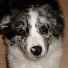 Australian shepherd Shadow