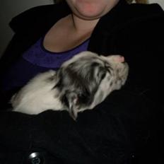 Australian shepherd Shadow