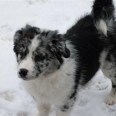 Australian shepherd Shadow