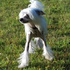 Chinese crested hårløs Spike