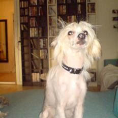 Chinese crested hårløs Spike