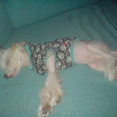 Chinese crested hårløs Spike