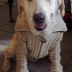 Labrador retriever Rollo