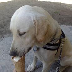 Labrador retriever Rollo