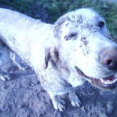 Labrador retriever Rollo