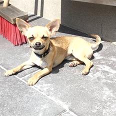 Chihuahua Peanut