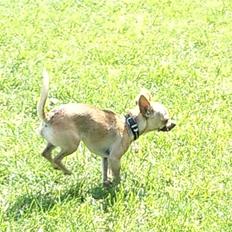 Chihuahua Peanut