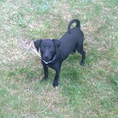 Blanding af racer Zofie *RIP* *06/10/11*