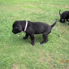 Blanding af racer Bella *solgt:(*