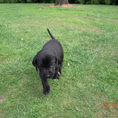 Blanding af racer Bella *solgt:(*