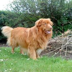 Nova scotia duck tolling retriever Andy