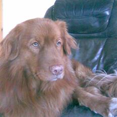 Nova scotia duck tolling retriever Andy