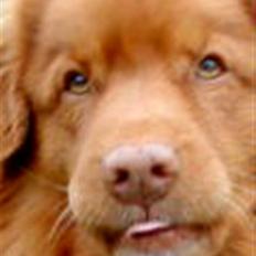 Nova scotia duck tolling retriever Andy