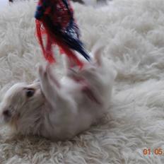 Chihuahua Amigo RIP :.(