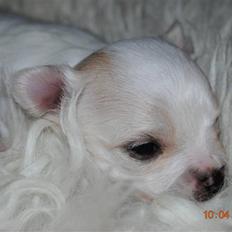 Chihuahua Amigo RIP :.(