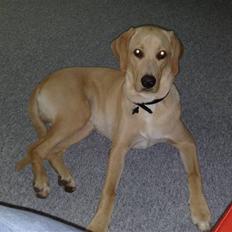 Blanding af racer Kato