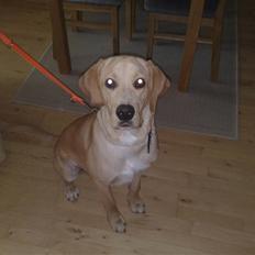 Blanding af racer Kato