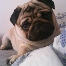 Mops Joey