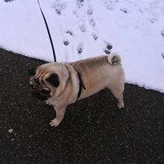 Mops Joey