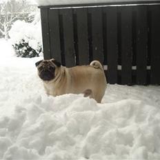 Mops Joey