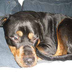 Blanding af racer Jack