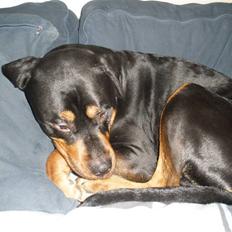 Blanding af racer Jack