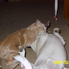 Dansk svensk gaardhund Tim